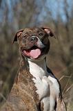 AMSTAFF  PORTRAIT 008
